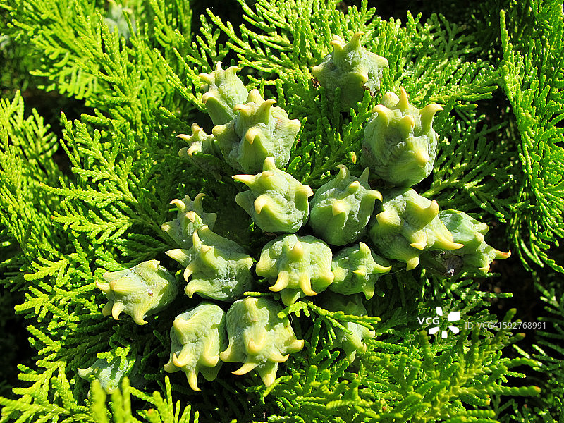 带有球果的翠 সবুজ北美香柏图片素材