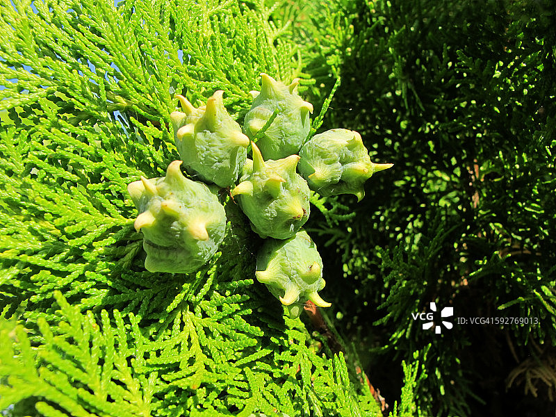 带有球果的西方香柏Smaragd图片素材