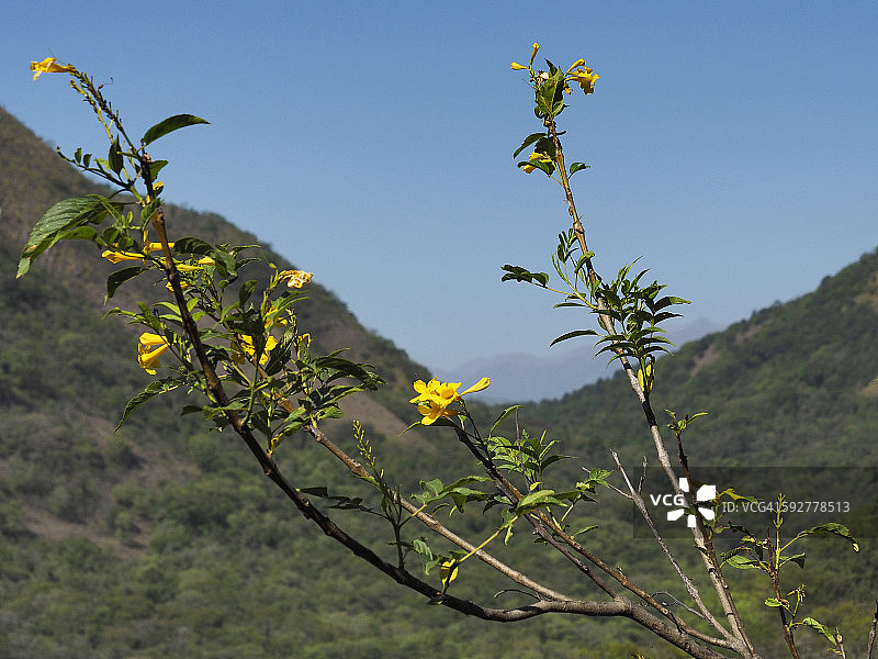 黄蝉花，阿根廷北部图片素材