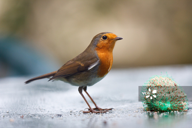 在桌子上吃脂肪球的知更鸟图片素材