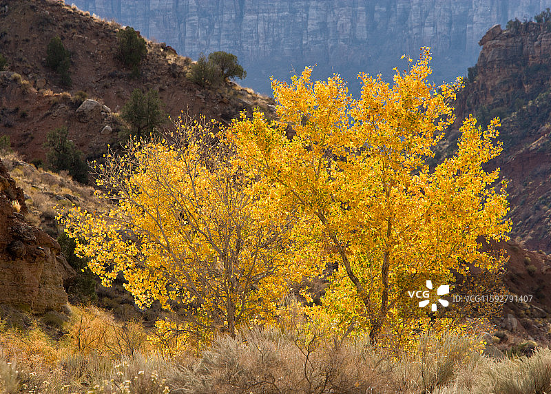 秋季逆光下的黄杨树图片素材