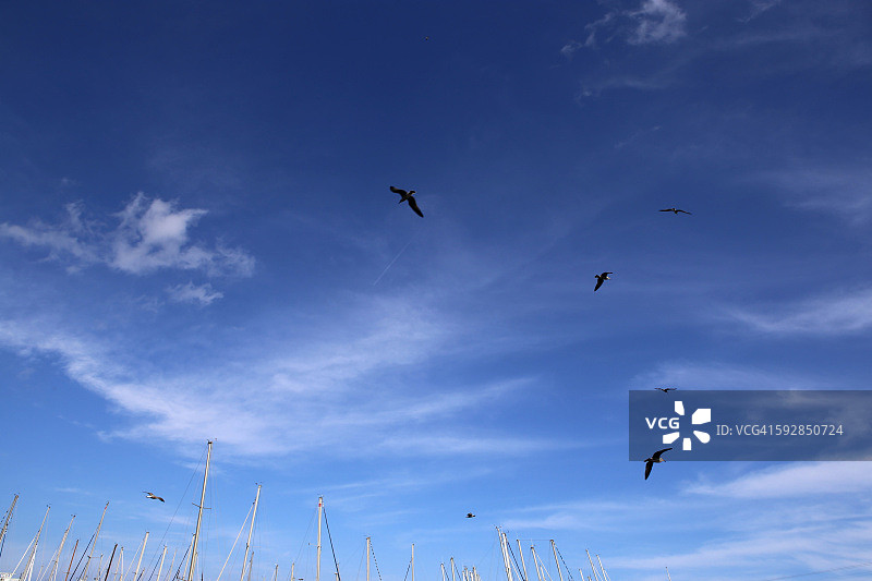 一群海鸥在西班牙巴塞罗那港的天空中盘旋图片素材