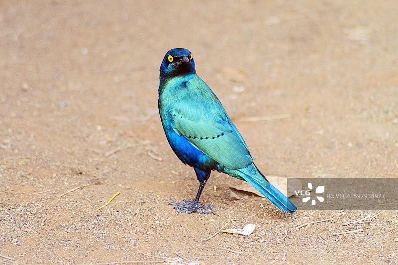 克鲁格国家公园图片素材