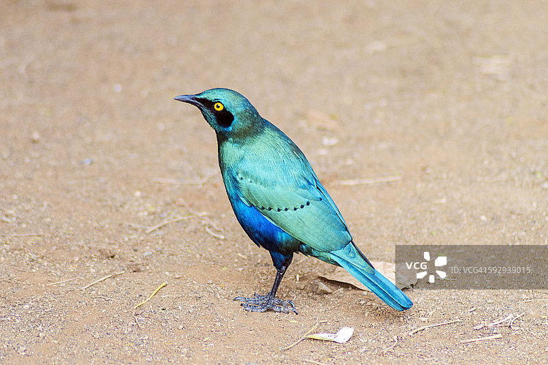 克鲁格国家公园图片素材