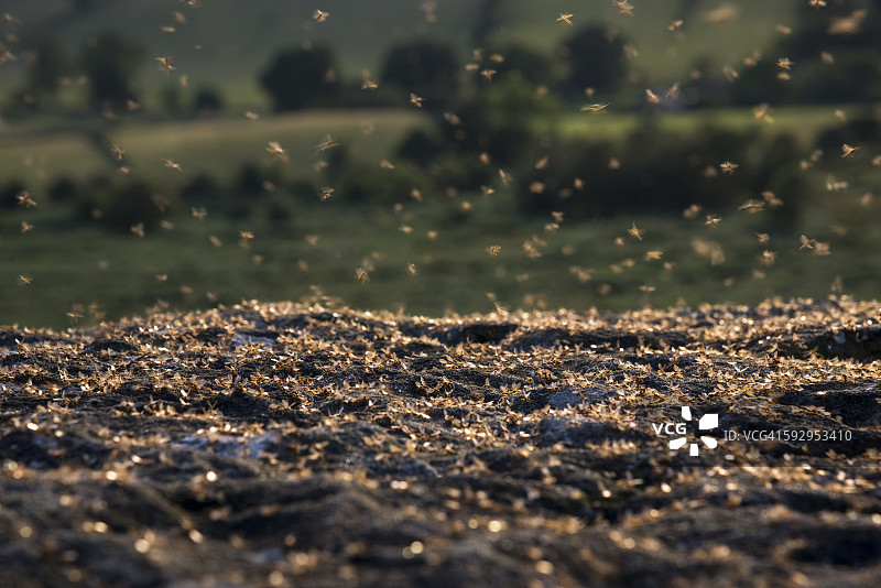 黄昏时岩石上大量的飞蚁图片素材