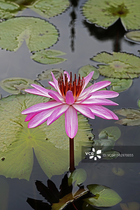 湖面上的粉色睡莲图片素材