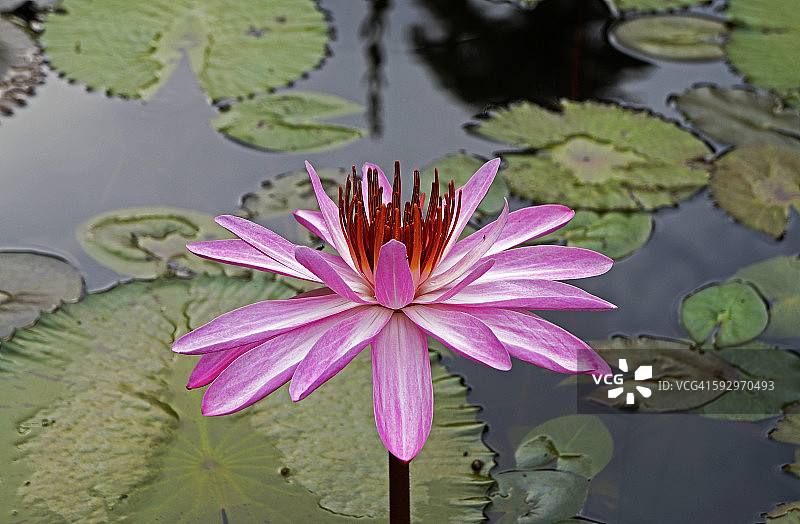 粉红色的荷花图片素材