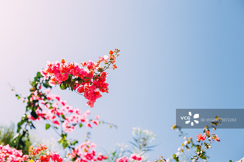 蓝天下的三角梅图片素材