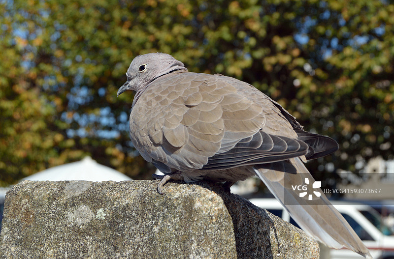 幼年斑鸠图片素材