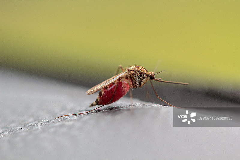蚊子吸人血图片素材
