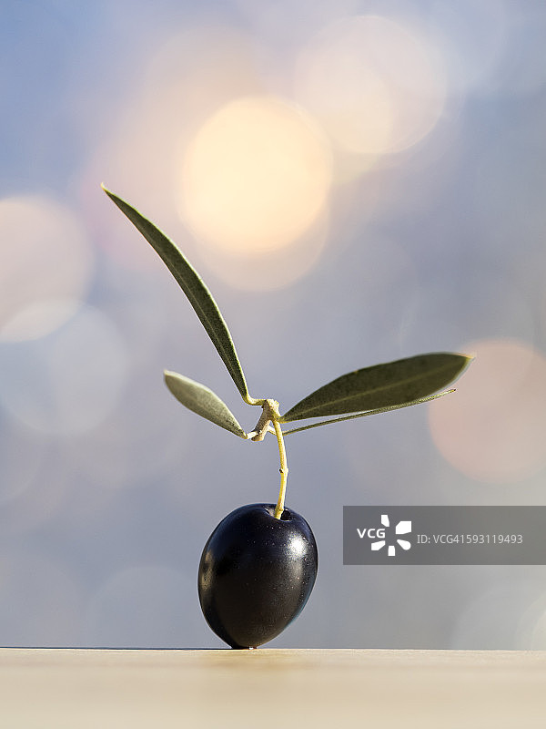 新采摘的黑色橄榄图片素材