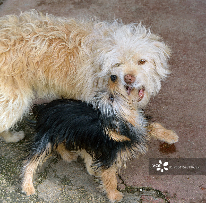 嬉戏打闹的狗狗图片素材