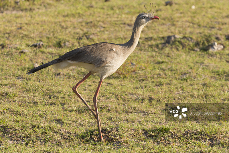 红腿叫鹤图片素材
