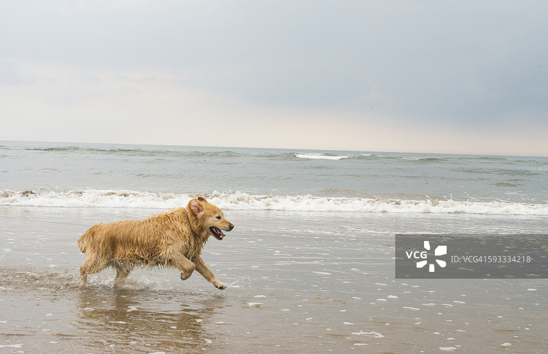 海滩上的金毛寻回犬图片素材