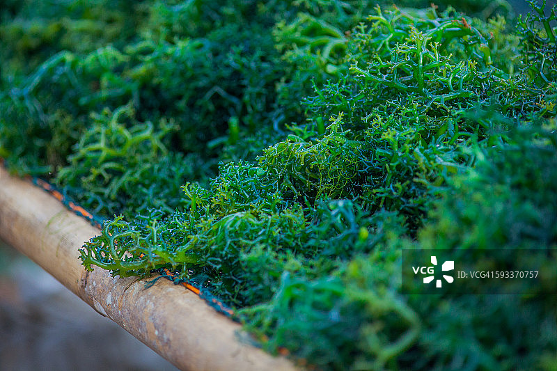 新鲜采摘的海藻图片素材