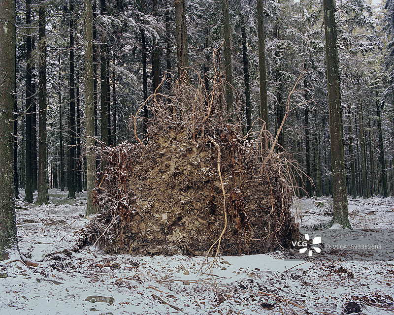 倒下的树图片素材