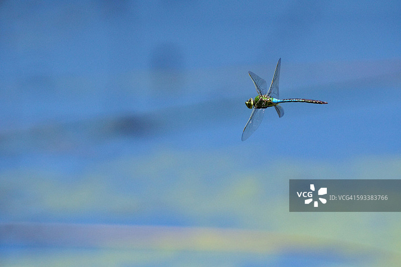 绿 darner 蜻蜓图片素材