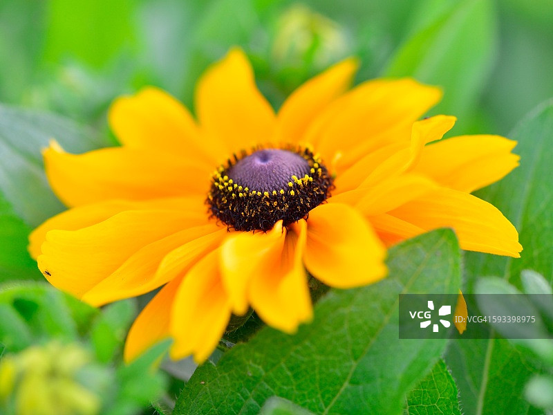 黄雏菊属图片素材