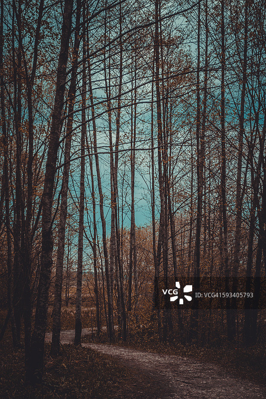 老式森林小路影像图片素材