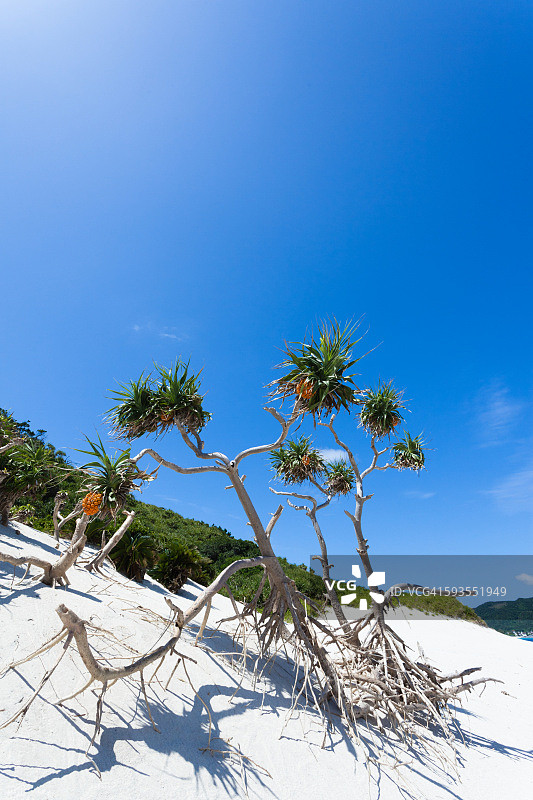 热带海滩上的露兜树图片素材