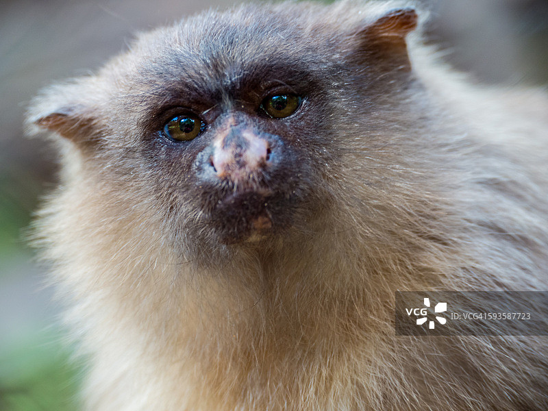 黑尾狨猴图片素材