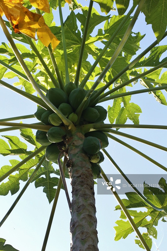 木瓜热带树图片素材