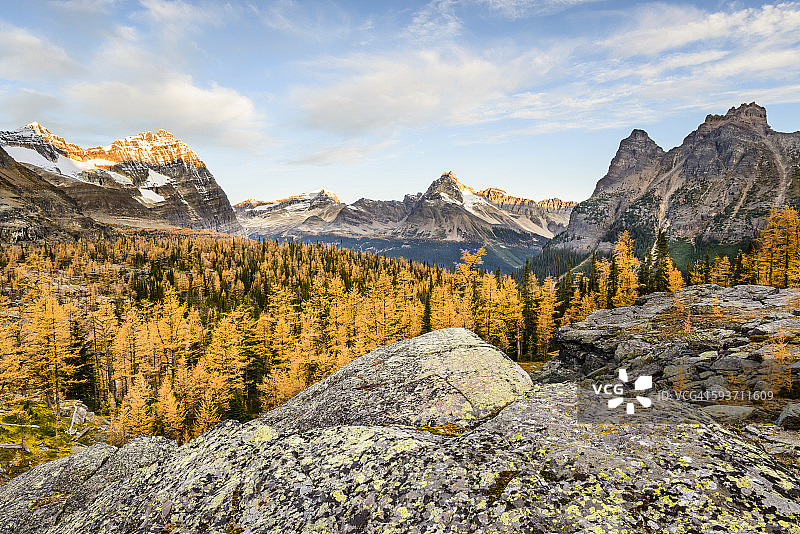 金色落叶松林和岩石山脉图片素材