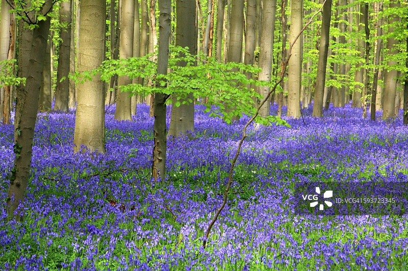 比利时哈勒博斯森林的风信子花毯图片素材