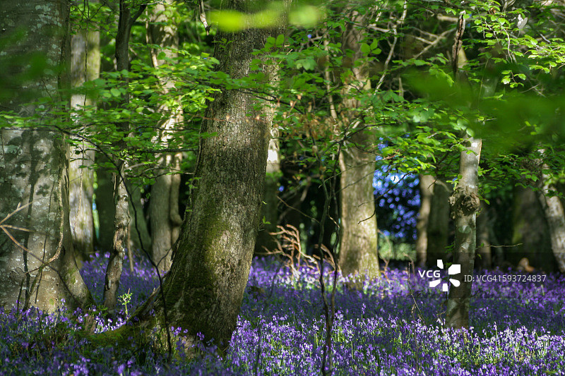 科威尔蓝色调图片素材