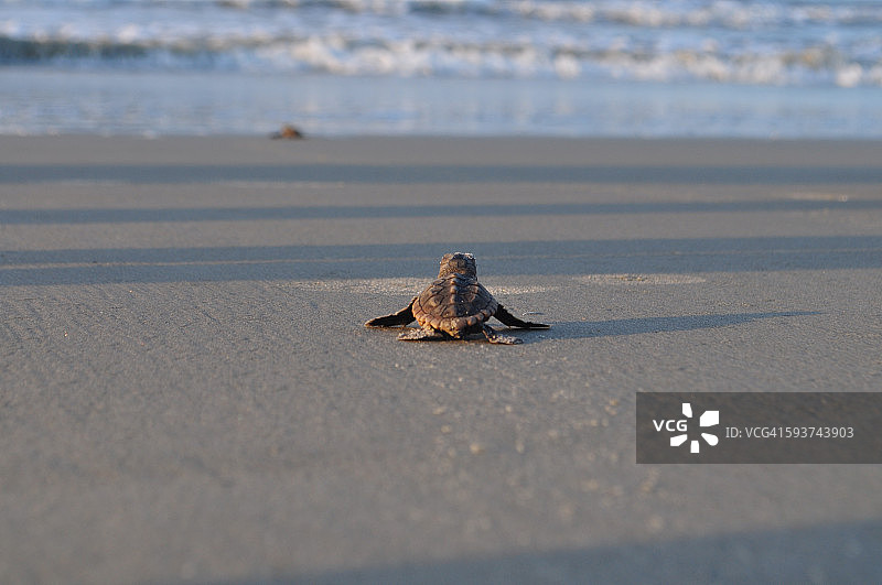 红海龟幼龟图片素材