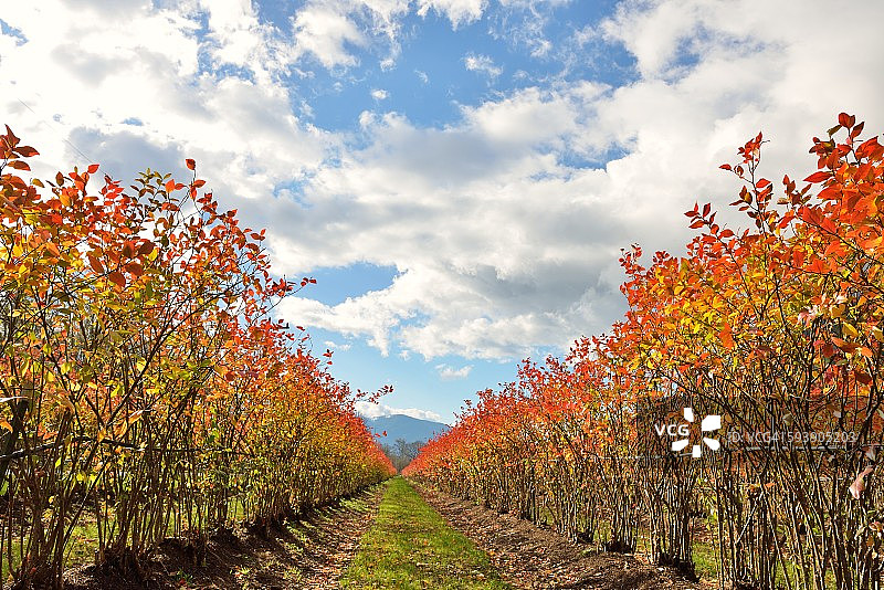 秋色中的蓝莓灌木丛图片素材