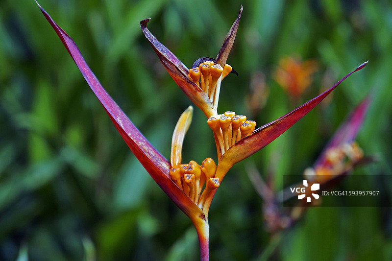 鹦鹉花图片素材