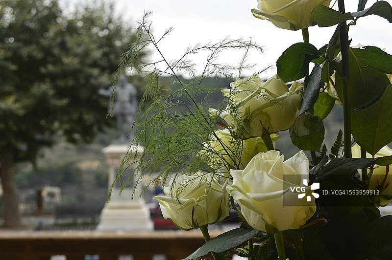 白玫瑰图片素材