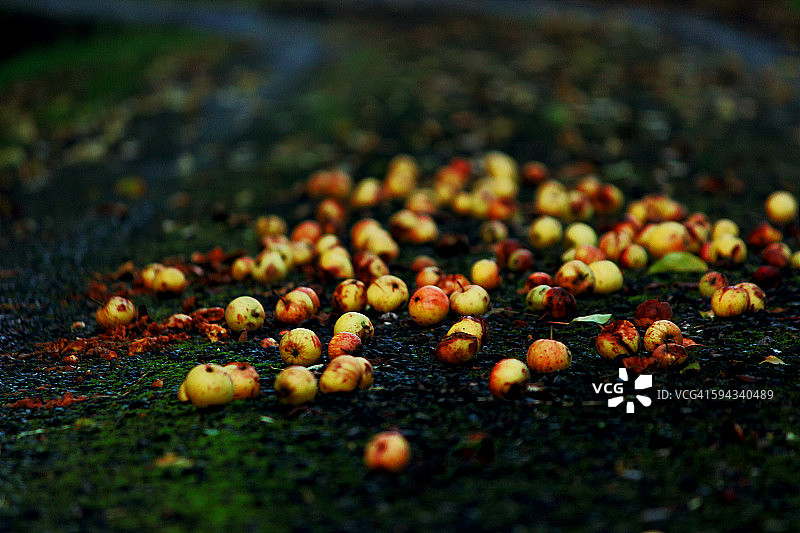 地面上的落苹果图片素材