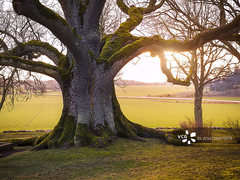 老树景色图片素材