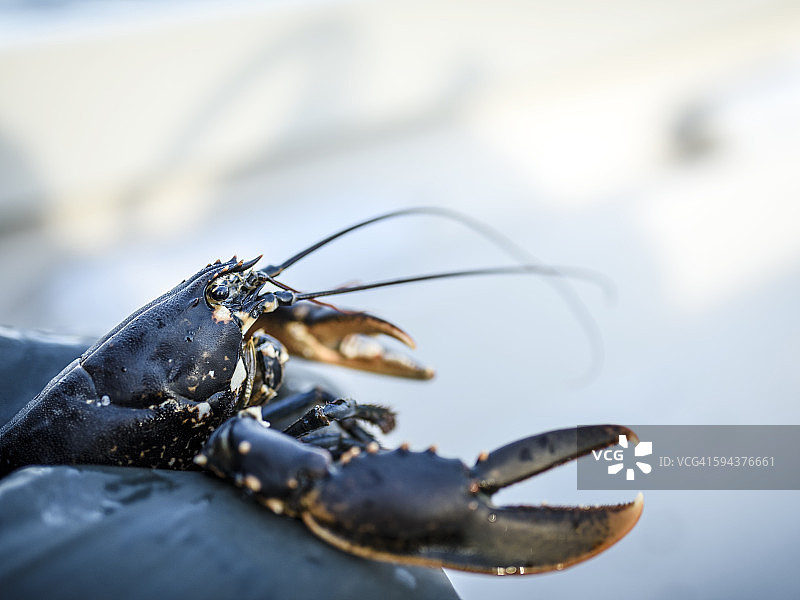 龙虾特写图片素材