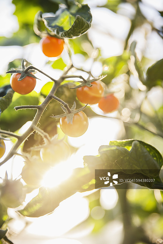 黄番茄图片素材