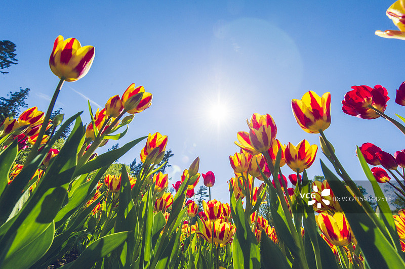 塔兰托别墅，马焦雷湖，意大利皮埃蒙特图片素材
