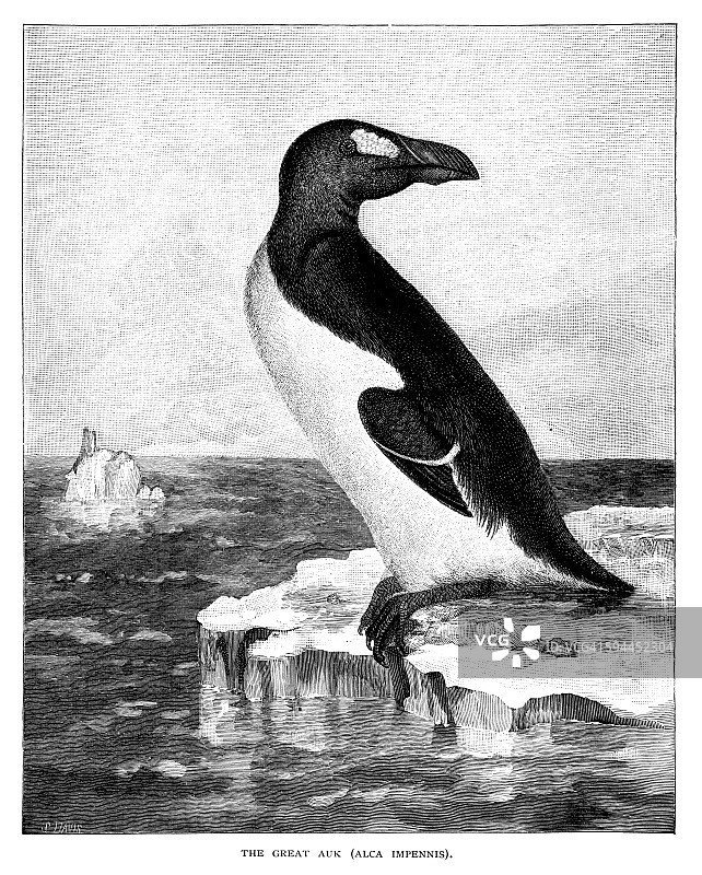 大海雀图片素材