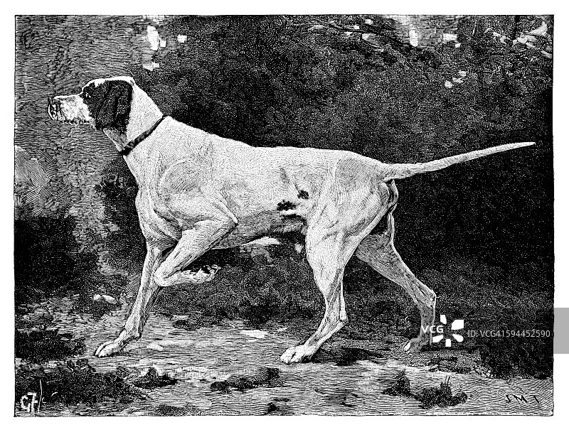 英国指示犬图片素材