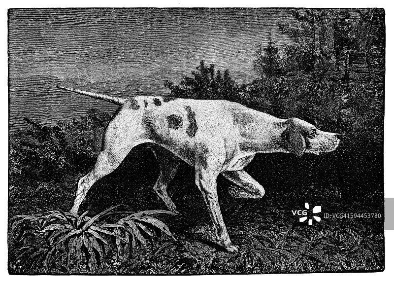 英国指示犬图片素材