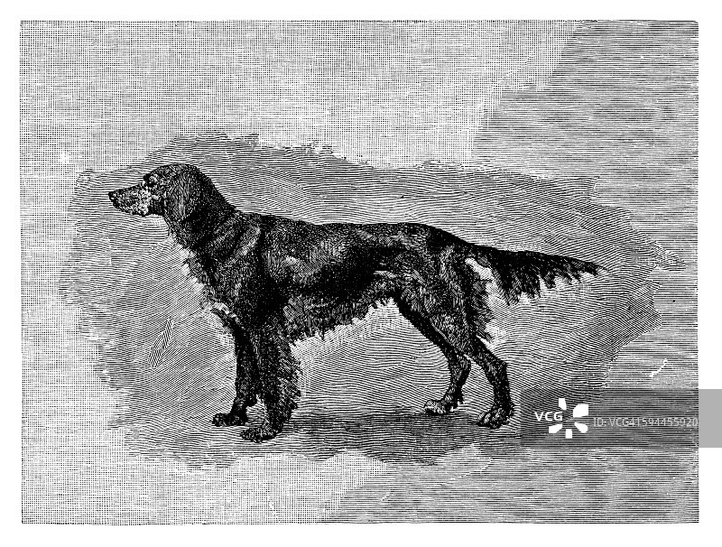 爱尔兰塞特犬图片素材