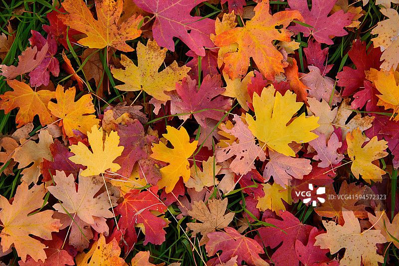 彩色枫叶图片素材