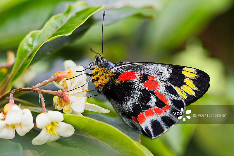 黑裙边粉蝶图片素材