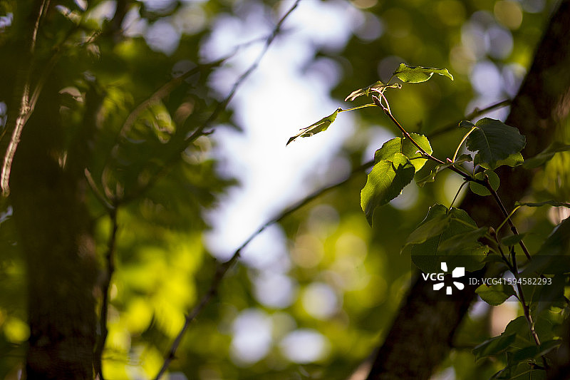 树叶上的白日梦图片素材