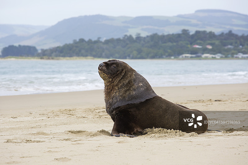 新西兰海狮：波纳维亚，卡特林斯图片素材