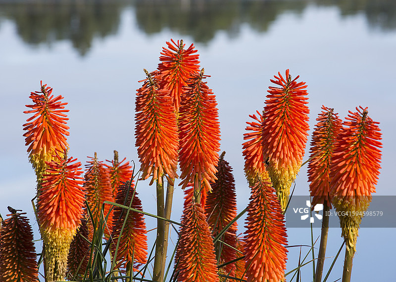 卡特林斯地区的火把百合图片素材