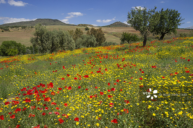 安达卢西亚野花草甸图片素材
