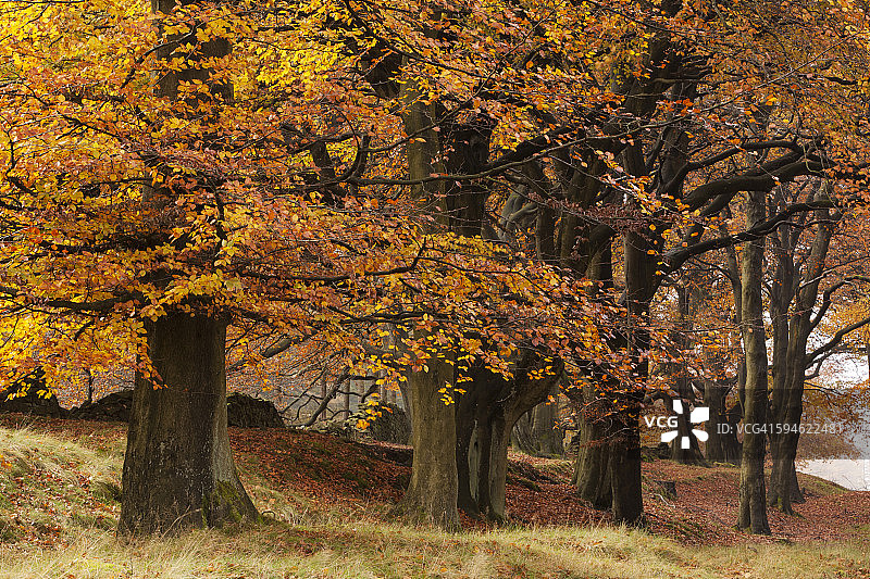秋季山毛榉树图片素材