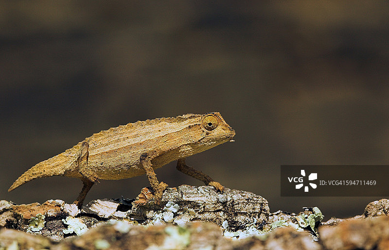 小侏儒变色龙图片素材